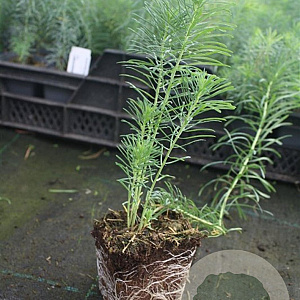 Euphorbia cyparissias GM P9