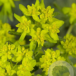Euphorbia polychroma GM P9