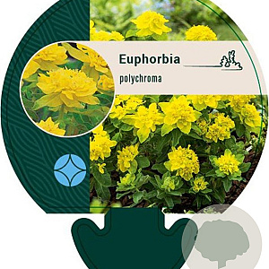 Euphorbia polychroma GM P9