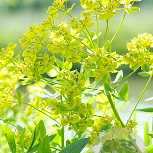 Euphorbia polychroma GM P9
