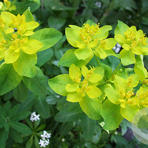 Euphorbia polychroma GM P9