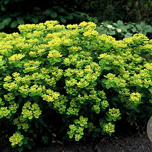 Euphorbia polychroma 'Senior' GM P9