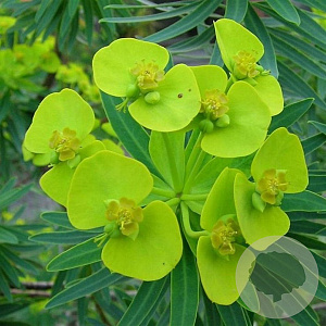 Euphorbia lathyris GM P9
