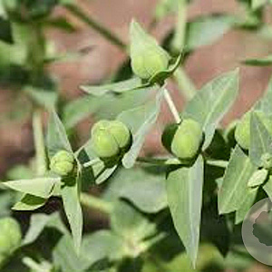 Euphorbia lathyris GM P9