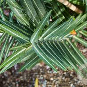Euphorbia lathyris GM P9
