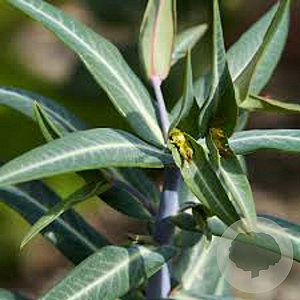 Euphorbia lathyris GM P9
