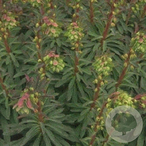 Euphorbia martini GM P9