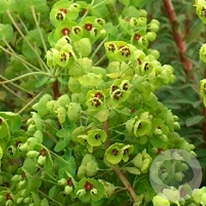 Euphorbia martini GM P9