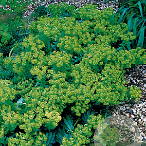 Euphorbia myrsinites GM P9