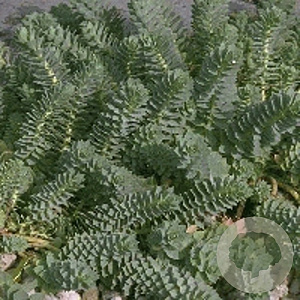 Euphorbia myrsinites GM P9