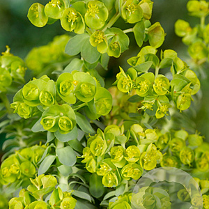 Euphorbia myrsinites GM P9