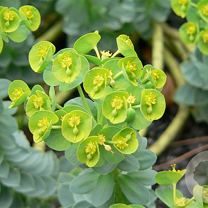 Euphorbia myrsinites GM P9