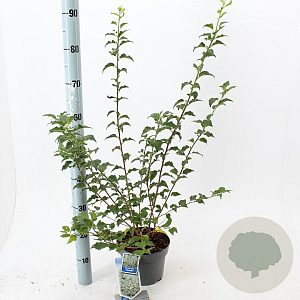Prunus incisa 30-40 cm 3,0L