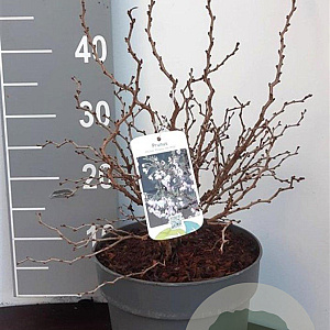 Prunus incisa 'Kojou-no-mai' 30-40 cm 5,0L