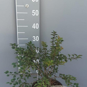Prunus incisa 'Kojou-no-mai' 30-40 cm 5,0L