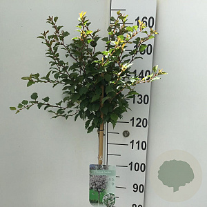 Prunus incisa 'Kojou-no-mai' 120 cm stam 7,5L