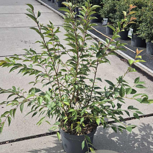 Prunus incisa 'Paean' 80-100 cm 10L