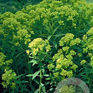 Euphorbia palustris GM P9