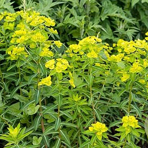 Euphorbia wallichii GM P9