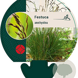 Festuca amethystina GM P9