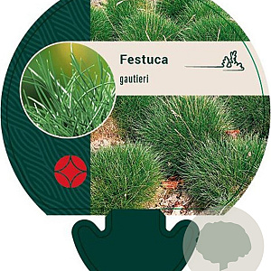Festuca gautieri GM P9