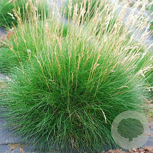 Festuca gautieri GM P9