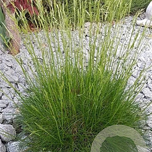 Festuca gautieri GM P9