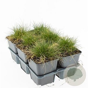 Festuca gautieri 'Pic Carlit' GM P9