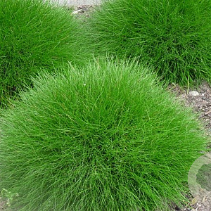 Festuca gautieri 'Pic Carlit' GM P9