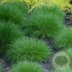 Festuca gautieri 'Pic Carlit' GM P9