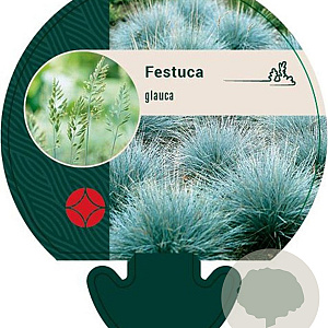 Festuca glauca GM P9