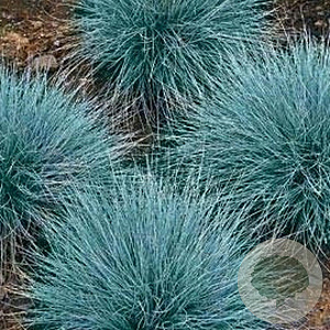 Festuca glauca GM P9