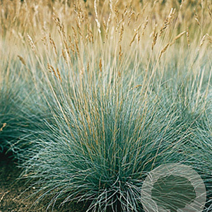 Festuca glauca GM P9