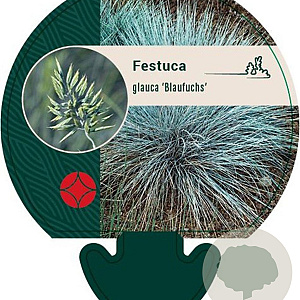 Festuca glauca 'Blaufuchs' GM P9