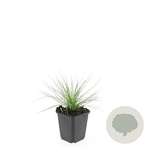 Festuca glauca 'Elijah Blue' GM P9