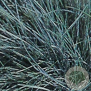 Festuca glauca 'Elijah Blue' GM P9