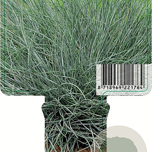 Festuca glauca 'Elijah Blue' GM P9