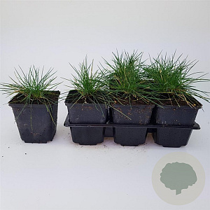 Festuca glauca 'Elijah Blue' GM P9
