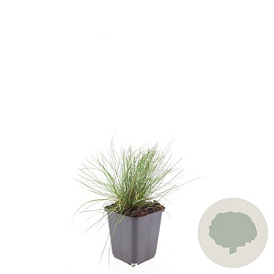 Festuca glauca 'Elijah Blue' GM P9