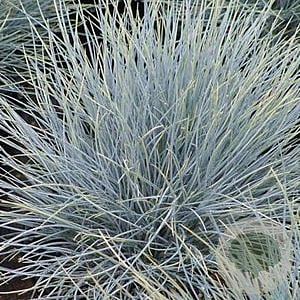 Festuca glauca 'Uchte' GM P9