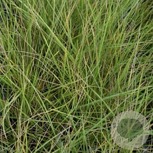Festuca mairei GM P9