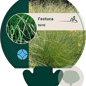 Festuca mairei GM P9