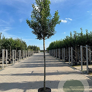 Prunus lusitanica 'Brenelia' 6-8 HO 15L