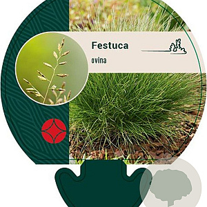 Festuca ovina GM P9
