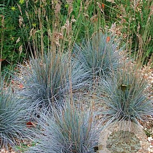 Festuca Glauca hogger GM P9