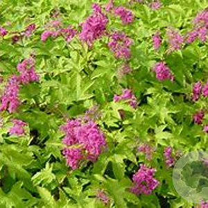 Filipendula purpurea GM P9