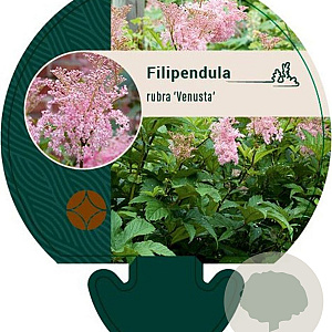 Filipendula r. 'Venusta' GM P9