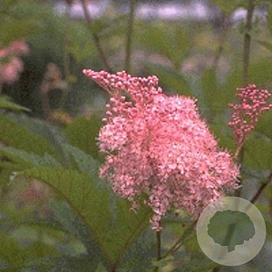 Filipendula r. 'Venusta' GM P9