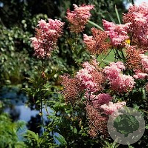 Filipendula r. 'Venusta' GM P9