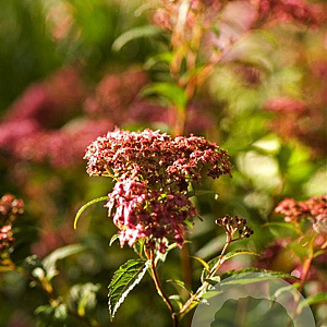 Filipendula r. 'Venusta' GM P9